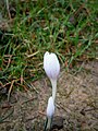 Colchicum hungaricum close-up