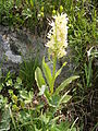 Dactylorhiza sambucina