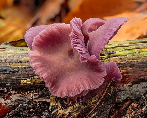 图为紫蜡蘑（Laccaria amethystina）。为一种可食用蘑菇，但会从土壤中吸收砷。