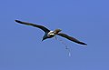 Herring Gull excreting waste