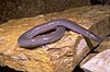 Mexican burrowing caecilian