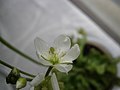 Dionaea muscipula close-up flower