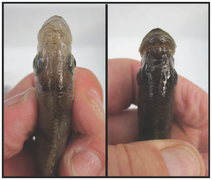 Dorsal view of right-bending (left) and left-bending (right) mouth morphs[5]