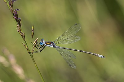 Lestes sponsa