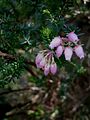 Erica terminalis close-up