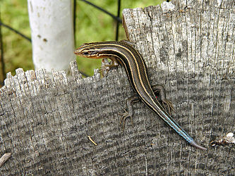 American five-lined skink