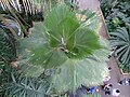 Specimen at Kew gardens