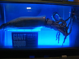 Giant squid display at Kelly Tarlton's Underwater World in Auckland, New Zealand