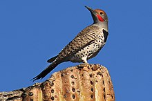 Male on top of a cactus