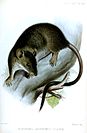 White-footed climbing mouse