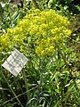 Isatis tinctoria