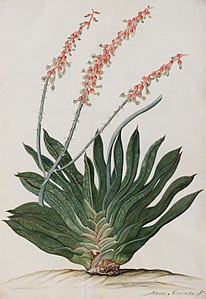 Botanical sketch by Maria Moninckx