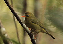 An olive-green bird with a thin orange bill and a black eye-ring perched on a bare branch