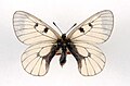 Parnassius mnemosyne