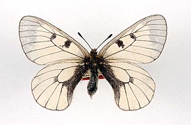 P. m. adamellicus