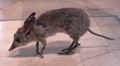 Pig-footed Bandicoot † (Chaeropus ecaudatus)