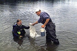 Collecting samples of the Eurasian Watermilfoil (Myriophyllum spicatum) plant which threatens fish in Sandy Lake