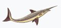 沙寇锯鲨属复原图，属于尤金齿目