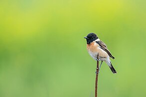 S. m. indicus 雄鳥, 巴克塔普爾、尼泊爾