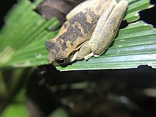 Smilisca sila frog on leaf, frog is looking down at the ground and showing its back to the camera