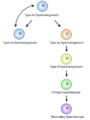 Schematic diagram of Spermatocytogenesis Wandimu Geneti