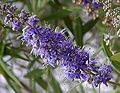 Vitex agnus-castus