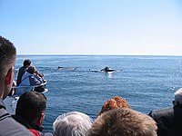 Whale watching off the coast of Bar Harbor, Maine.