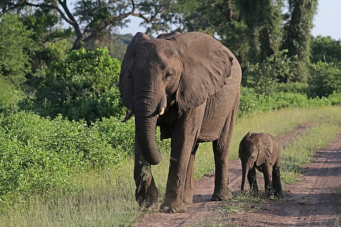 一隻雌性非洲草原象（Loxodonta africana）帶着六周大的幼象穿越博茨瓦納邊境進入津巴布韋馬泰齊地區。