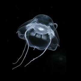 Gelatinous predators like this narcomedusan consume the greatest diversity of mesopelagic prey