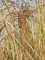 黑喉织布鸟 nest suspended from grass, India