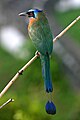 A Blue-crowned Motmot in Tobago. This image was on the Main Page on 2005-11-07 in the Did You Know? section.