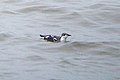 Long-billed Murrelet