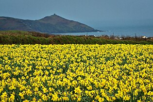 Daffodils in Cornwall