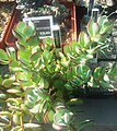 Cotyledon woodii is an erect shrub (up to 1,2m) with solitary red flowers and glabrous leaves.
