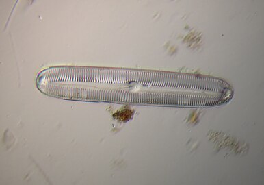 Diatom