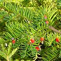 Mature and immature arils of Taxus baccata, a European yew. A fleshy aril surrounds each seed.