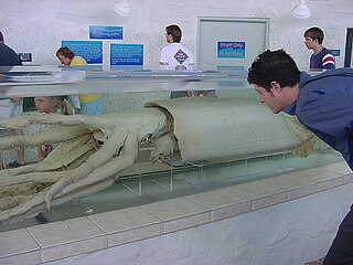 #407 (15/3/1999) Giant squid nicknamed "Molly the Mollusk", preserved in a tank at Mote Aquarium in Sarasota, Florida