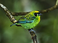 Green-and-gold tanager