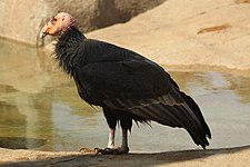 California condor (Gymnogyps californianus)