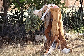 Historical animal remains at Supa ngwao museum Francistown, Botswana