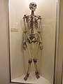 A human skeleton on display at Booth Museum of Natural History