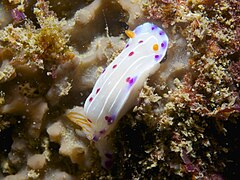 Hypselodoris capensis（英语：Hypselodoris capensis）