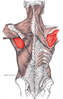 Infraspinatus muscle