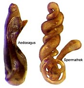 Male (left) and female genitals of Ischnoglossa prolix