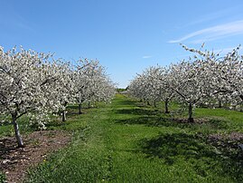 Cherry orchard in Gibraltar, May