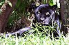 Black Puma in Belize