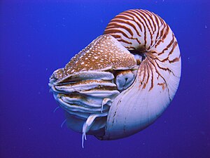 The nautilus is a living fossil little changed since it evolved 500 million years ago as one of the first cephalopods.[274][275][276]