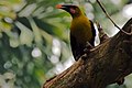 Olive Oropendola