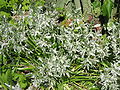 Ornithogalum nutans clump