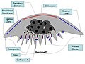 Osteoclast